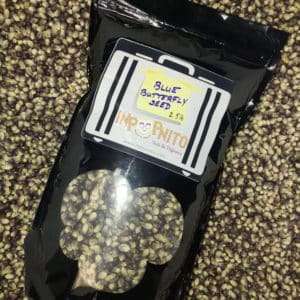 Blue Butterfly Seed 2 cropped