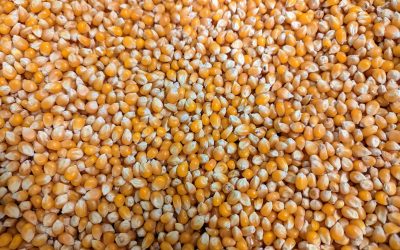 Inpopnito: The Secret Behind 100 Flavors of Handcrafted Popcorn